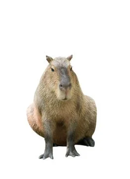 Capybara isolated 스톡 사진