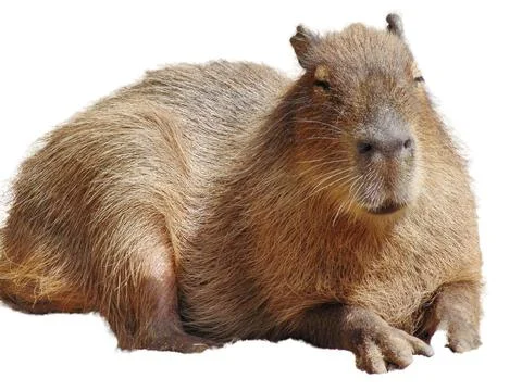 Capybara isolated on white background Stock Photos