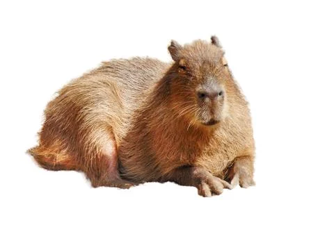 Capybara isolated on white background Foto stock