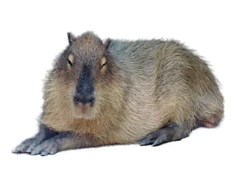 Capybara isolated on white background Stock Photos