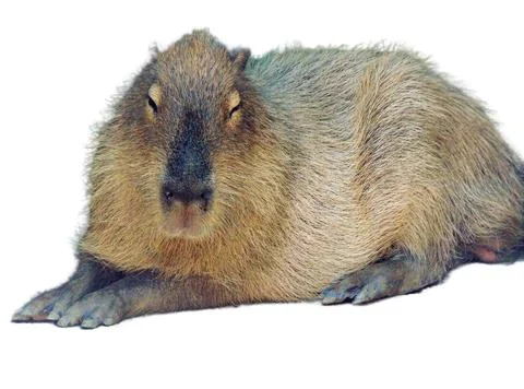 Capybara isolated on white background Fotos de archivo