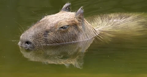 The capybara is the largest extant rodent in the world. Stock Footage 272228555