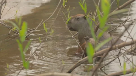 The capybara is the largest rodent in the world. Stock Footage 59138165