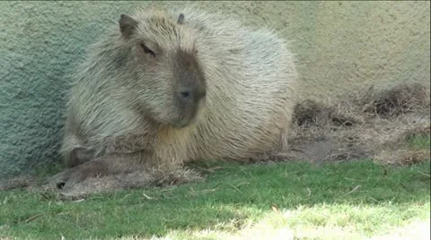 Capybara Laying in Green Grass Stock-Footage 12046392