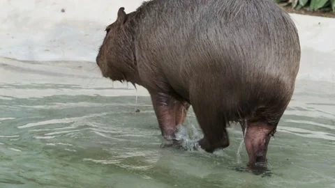 Capybara Life. capybaras walking and swimming. Stock Footage 154683604