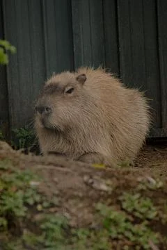 Capybara looking very chilled out Stock Photos