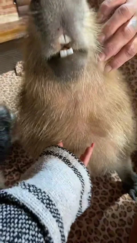 Capybara Loves Getting Neck Scratches, Villa Paranacito, Entre Rios, Argentina - Stock Footage 205435649