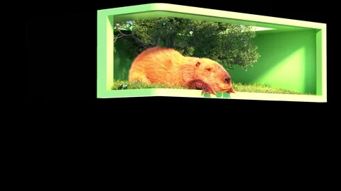 Capybara Lying Down Breaking Through Screen 3D Naked-Eye Pet Background 動画素材 331922795