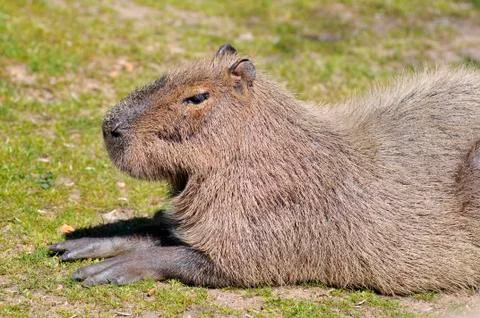Capybara lying on grass Stock Photos