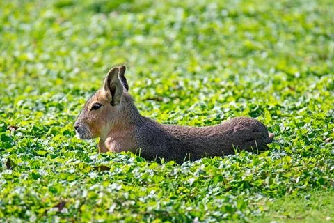 Capybara lying in the grass Stock Photos