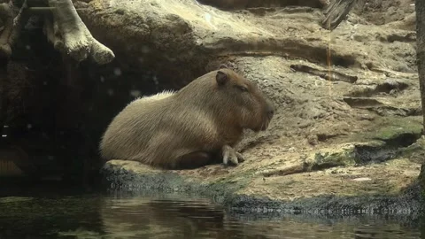 Capybara lying resting side hand Hydrochoerus hydrochaeris animal water shore Stock Footage 327206973