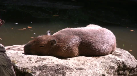 Capybara lying on a rock by a pool 動画素材 27953992