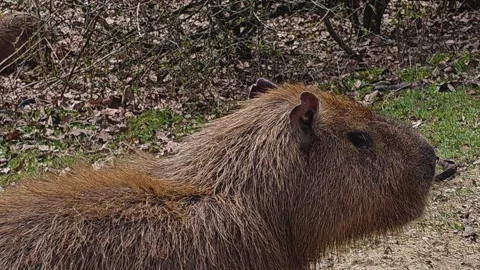 A Capybara on a meadow Stock Footage 271158052