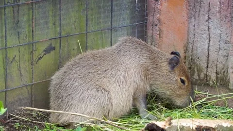 A Capybara Munching Inside Its Enclosure Surrounded By Hay Stock Footage 300069971