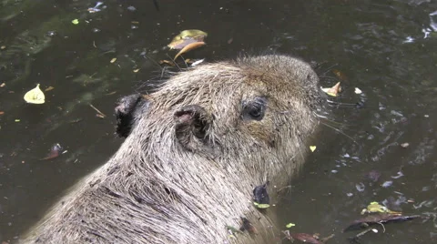 Capybara in natural environment Stock Footage 52616954