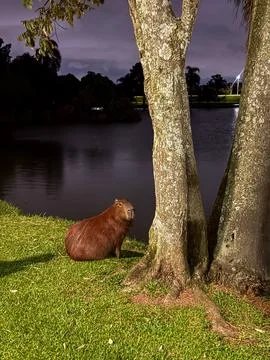 Capybara in a night image, with it on the left side looking at the photo, on Foto stock
