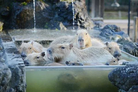 Capybara onsen Stock Photos