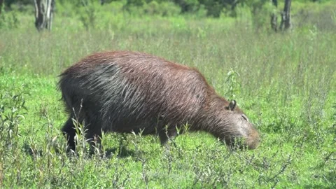 Capybara or carpincho eating grass in its natural habitat at the Parque Nacional Stock Footage 329236093
