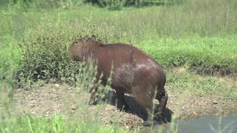 Capybara or carpincho getting out of a pond in its natural habitat Stock Footage 329234873