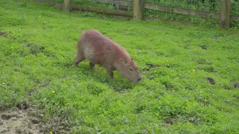 Capybara or greater capybara, grazing on green grass 库存影片 241520902