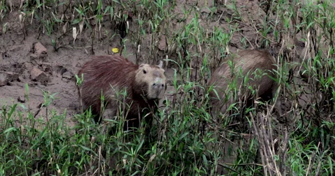Capybara Peru Medium on Pair Looking Straight at Camera Munching Stock Footage 130478742