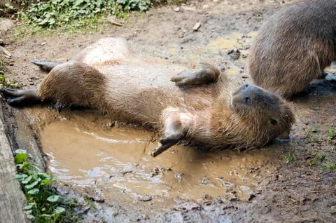 Capybara Stock Photos