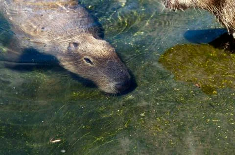 Capybara Foto stock