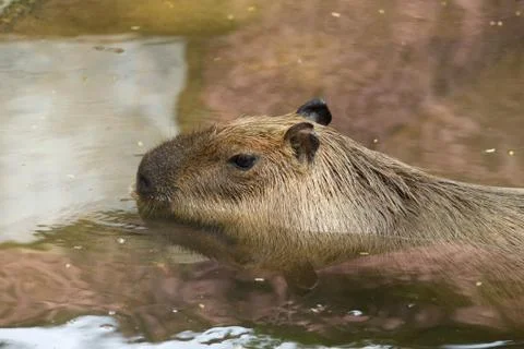 Capybara Foto stock