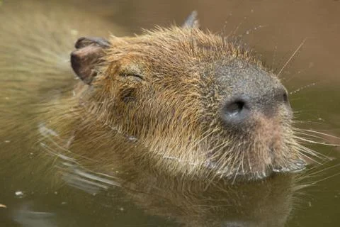 Capybara Foto stock