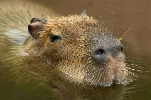Capybara Stock Photos