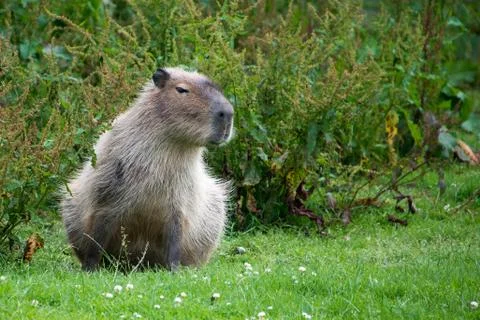 Capybara Stock Photos