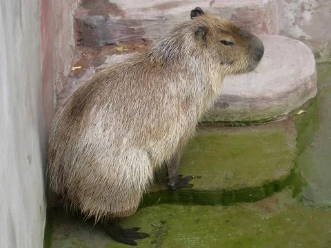 Capybara Stock Photos