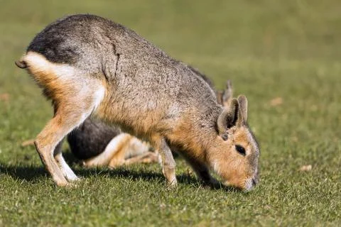 Capybara Stock Photos