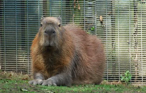 Capybara Stock Photos