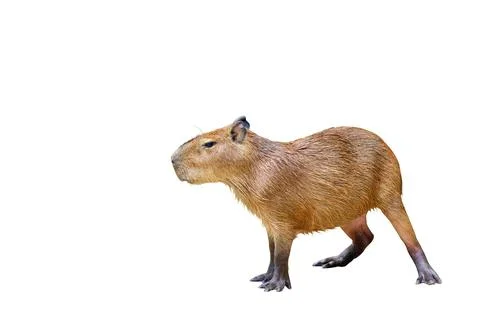 Capybara Stock Photos