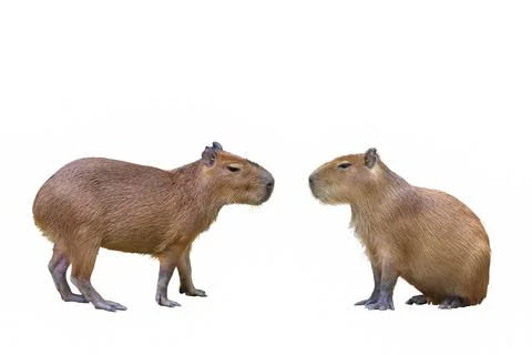 Capybara Stock Photos