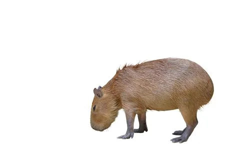 Capybara Stock Photos