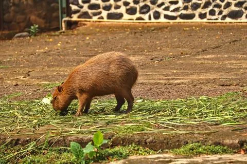 Capybara Stock Photos