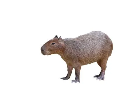 Capybara Stock Photos