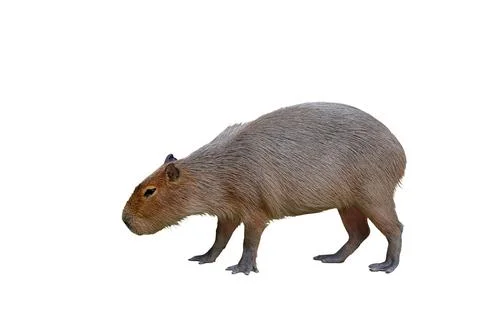 Capybara Foto stock