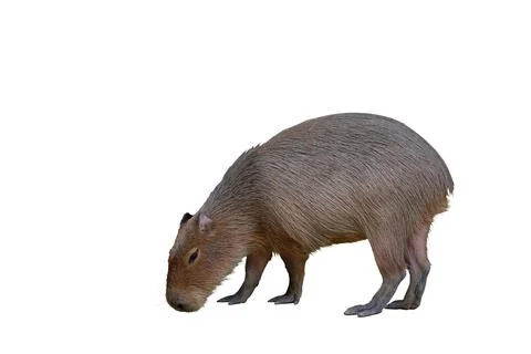 Capybara Stock Photos