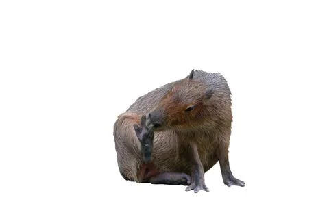 Capybara 스톡 사진