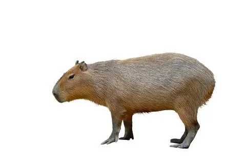 Capybara Stock Photos