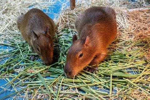 The capybara Foto stock