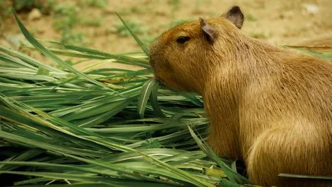 Capybara Stock-Fotos