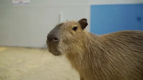 Capybara portrait in ZOO Video stock 243405460