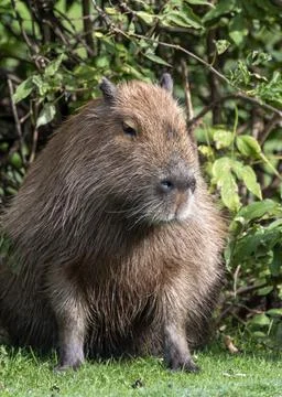 A capybara posing on grass full body native to South America. Stock Photos