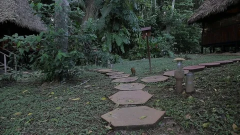 A capybara in the rainforest of Peru Stock Footage 103044753
