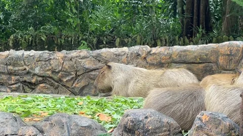 Capybara Resting And Sleeping Beside Green Fodder Pile In Zoo Negara Malaysia Stock Footage 316237775