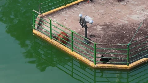Capybara resting beside Ykua Pytã lagoon railing in Villarrica, Paraguay. Video stock 335315909